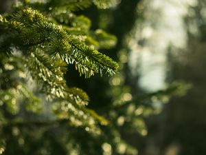 Preview wallpaper spruce, branches, needles, macro, green