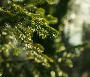 Preview wallpaper spruce, branches, needles, macro, green