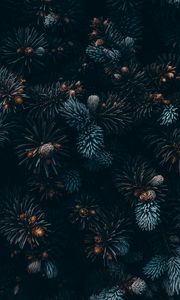 Preview wallpaper spruce, branches, needles, cones, macro