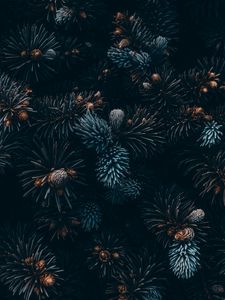 Preview wallpaper spruce, branches, needles, cones, macro