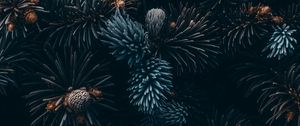 Preview wallpaper spruce, branches, needles, cones, macro