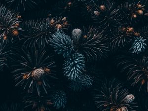 Preview wallpaper spruce, branches, needles, cones, macro