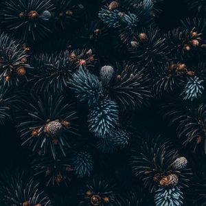 Preview wallpaper spruce, branches, needles, cones, macro