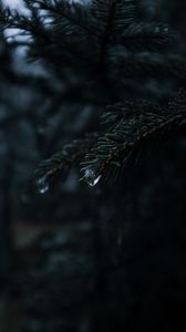 Preview wallpaper spruce, branches, needles, drops, macro