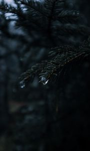 Preview wallpaper spruce, branches, needles, drops, macro