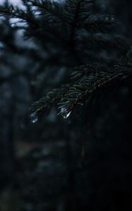 Preview wallpaper spruce, branches, needles, drops, macro