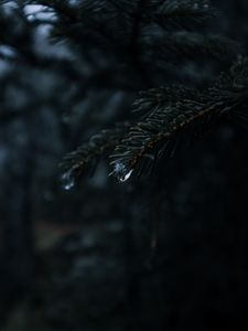 Preview wallpaper spruce, branches, needles, drops, macro