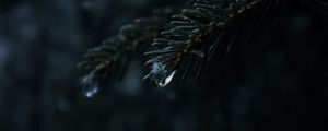 Preview wallpaper spruce, branches, needles, drops, macro