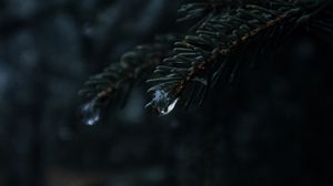 Preview wallpaper spruce, branches, needles, drops, macro