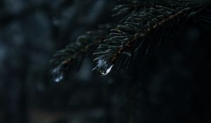 Preview wallpaper spruce, branches, needles, drops, macro
