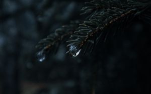 Preview wallpaper spruce, branches, needles, drops, macro