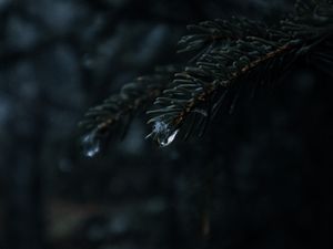Preview wallpaper spruce, branches, needles, drops, macro