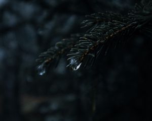 Preview wallpaper spruce, branches, needles, drops, macro