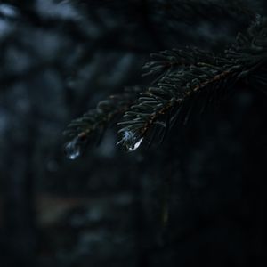 Preview wallpaper spruce, branches, needles, drops, macro