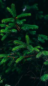 Preview wallpaper spruce, branches, needles, green, plant