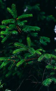 Preview wallpaper spruce, branches, needles, green, plant