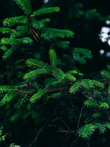 Preview wallpaper spruce, branches, needles, green, plant