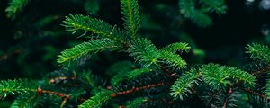 Preview wallpaper spruce, branches, needles, green, plant