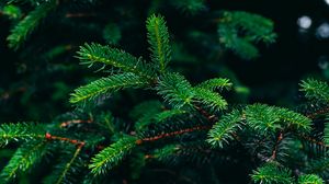 Preview wallpaper spruce, branches, needles, green, plant