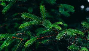 Preview wallpaper spruce, branches, needles, green, plant