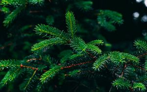 Preview wallpaper spruce, branches, needles, green, plant