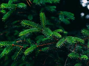 Preview wallpaper spruce, branches, needles, green, plant
