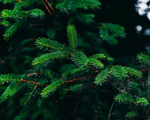 Preview wallpaper spruce, branches, needles, green, plant