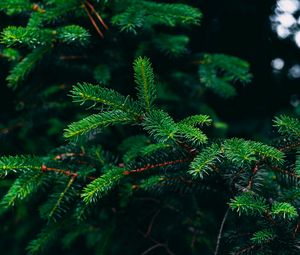 Preview wallpaper spruce, branches, needles, green, plant