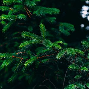 Preview wallpaper spruce, branches, needles, green, plant