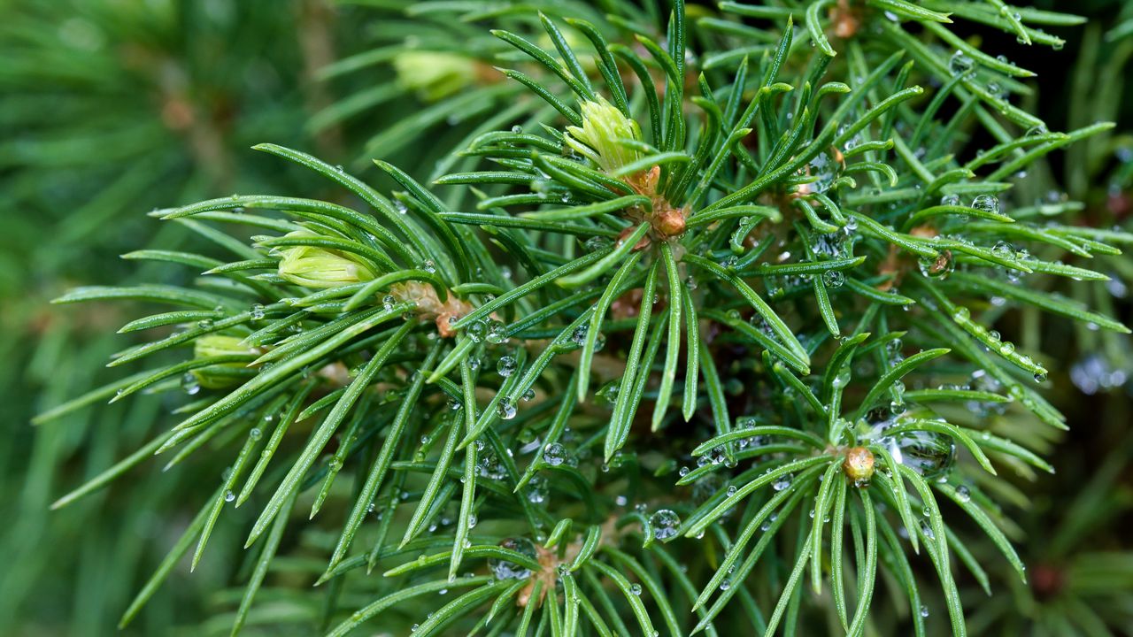 Wallpaper spruce, branches, needles, drops, macro, green