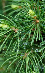 Preview wallpaper spruce, branches, needles, drops, macro, green