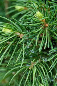 Preview wallpaper spruce, branches, needles, drops, macro, green