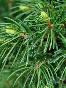 Preview wallpaper spruce, branches, needles, drops, macro, green