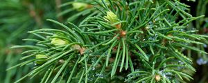 Preview wallpaper spruce, branches, needles, drops, macro, green