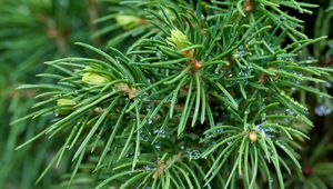 Preview wallpaper spruce, branches, needles, drops, macro, green