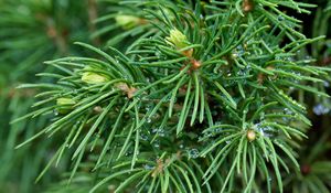 Preview wallpaper spruce, branches, needles, drops, macro, green