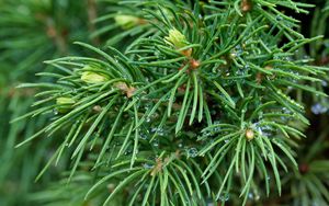 Preview wallpaper spruce, branches, needles, drops, macro, green