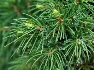 Preview wallpaper spruce, branches, needles, drops, macro, green