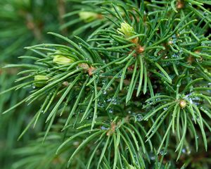 Preview wallpaper spruce, branches, needles, drops, macro, green