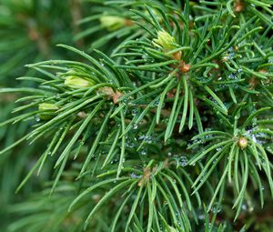 Preview wallpaper spruce, branches, needles, drops, macro, green