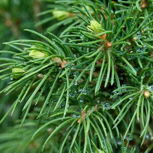 Preview wallpaper spruce, branches, needles, drops, macro, green