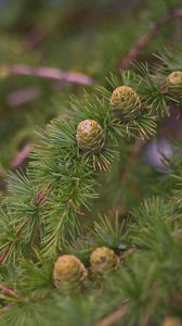 Preview wallpaper spruce, branches, needles, cones, macro, green
