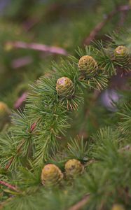 Preview wallpaper spruce, branches, needles, cones, macro, green