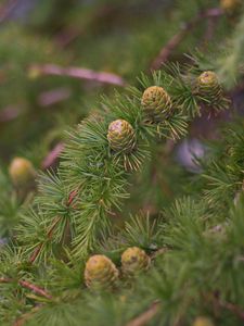 Preview wallpaper spruce, branches, needles, cones, macro, green