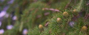 Preview wallpaper spruce, branches, needles, cones, macro, green