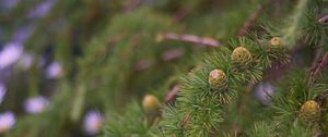 Preview wallpaper spruce, branches, needles, cones, macro, green