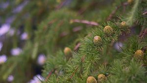 Preview wallpaper spruce, branches, needles, cones, macro, green