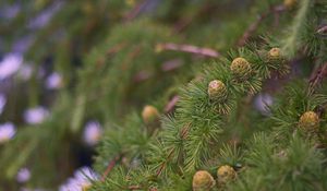 Preview wallpaper spruce, branches, needles, cones, macro, green