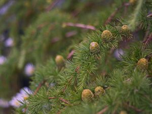Preview wallpaper spruce, branches, needles, cones, macro, green