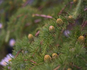 Preview wallpaper spruce, branches, needles, cones, macro, green